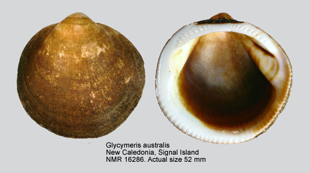 Glycymeris australis.jpg - Glycymeris australis(Morton,1834)